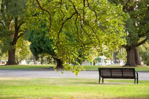 Solo bench under a tree Stock Photos