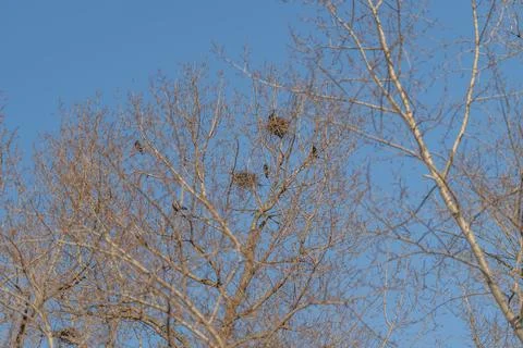 Solo bird explores tree homes. Lone bird observes multiple nest clusters at.. Stock Photos