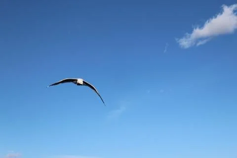 Solo bird in flight Stock Photos