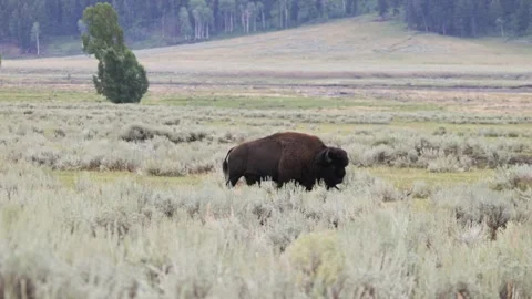 Solo Bison Moving in the Prairie in Yellowstone National Park Vídeos de archivo 282384553
