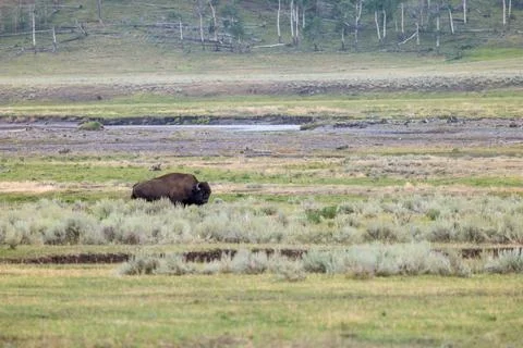 A Solo Bison Standing in the Prairie Stock-Fotos