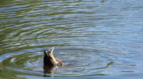 Solo Duck Eating Stock Footage 52755767