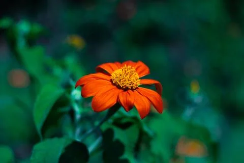 Solo Flower Stock Photos
