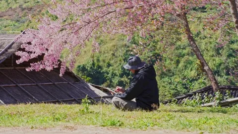 Solo freelancer man use tablet and work under pink cherry blossom tree Stock Footage 264744737