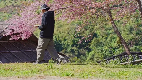 Solo freelancer man use tablet and work under pink cherry blossom tree Stock Footage 264747952