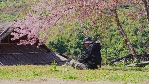 Solo freelancer man use tablet and work under pink cherry blossom tree Stock Footage 264747956