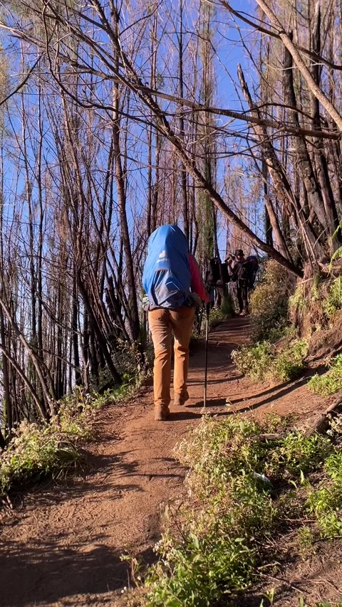 A solo hiker with a large blue backpack walks along a forest trail 動画素材 332260421