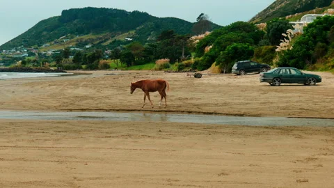 SOLO HORSE ON BEACH Stock Footage 250141328