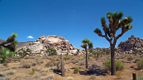 Solo Joshua Tree in front of hill 4K 스톡 동영상 36281677