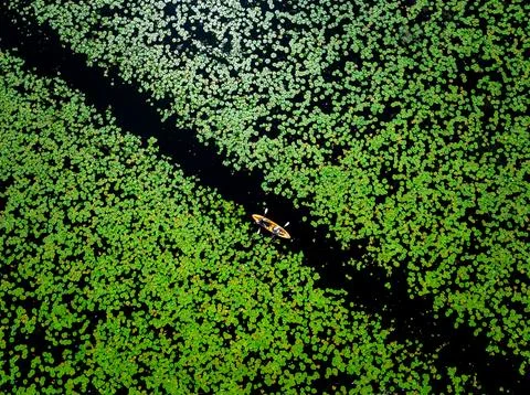 Solo Kayaker Navigating Through Lush Green Water Lily Pads In Rayong Provin.. Stock Photos