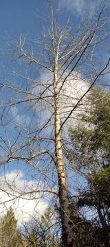 Solo large white birch tree set against blue sky background Stock Photos