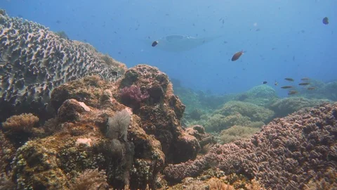 A solo manta is hovering on top of a beautiful coral reef in Indonesia. 動画素材 122974677
