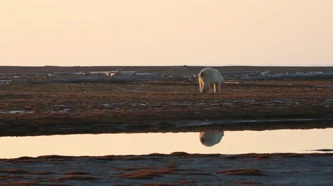 Solo polar bear walking in sunset Stock Footage 47007264