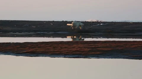 Solo polar bear walking in sunset Stock Footage 47007271