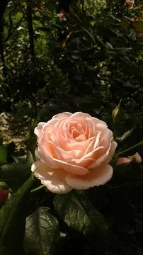 Solo rose Stock Photos