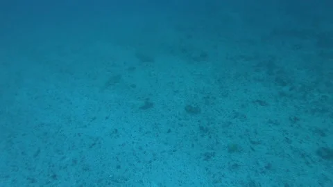 Solo Sand Shark Stock Footage 152424888