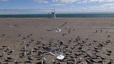 Solo Seagull Stock Footage 123452737