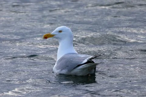 Solo seagull Stock Photos
