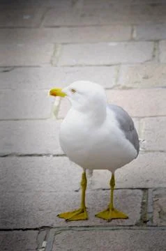 Solo Seagull Standing on Cobblestone Path Stock Photos