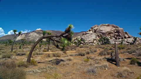 Solo sideways Joshua Tree in front of hill 4K Stock Footage 36281086