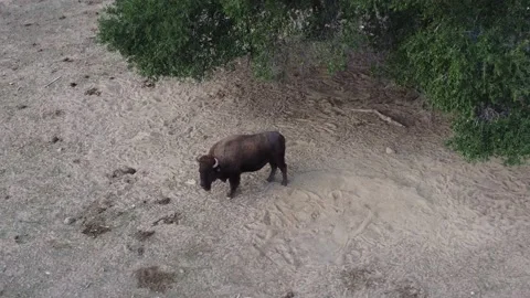 Solo Standing buffalo under tree rising shot Stock Footage 166133593