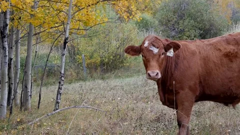 Solo Steer Right Side Fall Colours 스톡 동영상 153240418