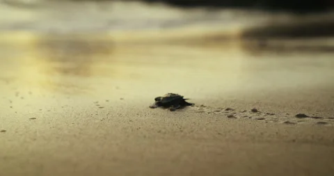 SOLO SUNSET TURTLE Stock Footage 246846315