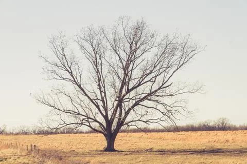 Solo Tree in Field Stock Photos