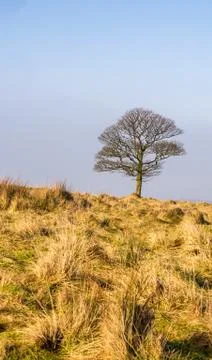 Solo tree on hillside Stock Photos