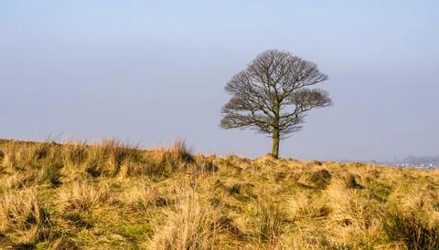 Solo tree on hillside Stock Photos