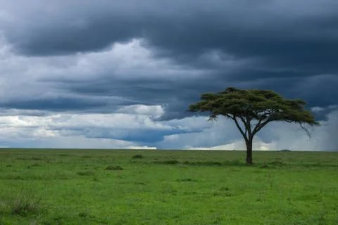 Solo Tree in Plains Stock Photos