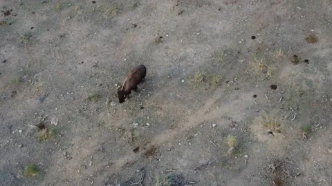 Solo walking buffalo tracking shot Stock Footage 166133686