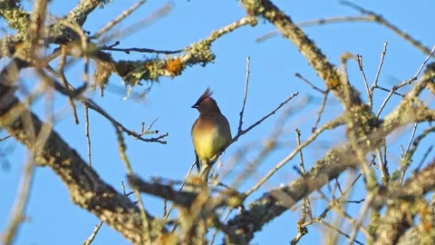 Solo Waxwing Preening - Winter Shadow, Clear Blue Sky Video stock 306715463