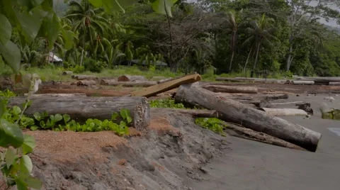 SOLOMON ISLANDS LOGGING POINT 库存影片 67202329