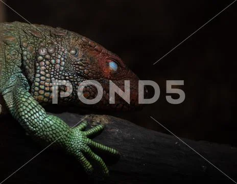 Solomon Islands skink (Corucia zebrata) head close up sleeping Stock Photos