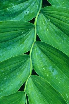 Solomon's seal close-up Stock-Fotos