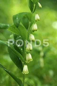 Solomons Seal Davids Harp or Ladder to Heaven Polygonatum multiflorum with Stock Photos