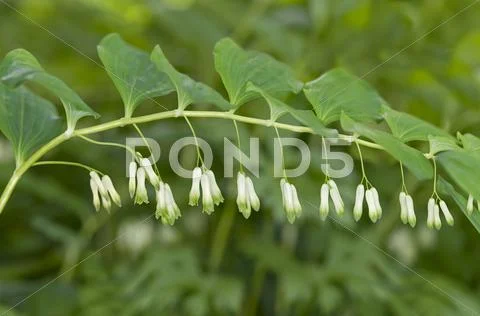 Solomons Seal Davids Harp or Ladder to heaven Polygonatum multiflorum Geneva Stock Photos