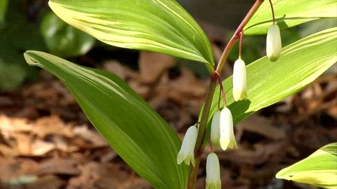 Solomon's Seal Flower Stock Footage 105066582