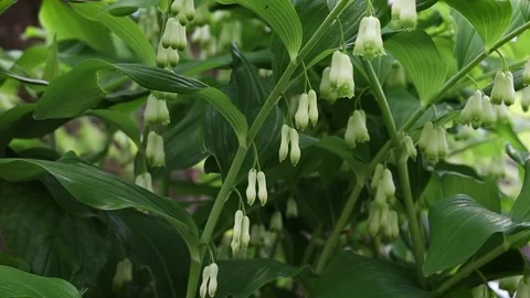 Solomon's Seal Flowers Blowing in the Wind Stock Footage 142315280