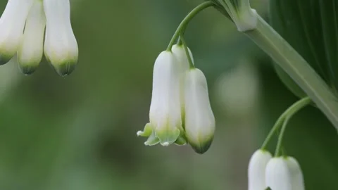 Solomon's Seal  Flowers Stock Footage 308537117