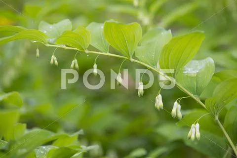 Solomons Seal or Eurasian Solomons Seal Polygonatum multiflorum flowering Stock Photos