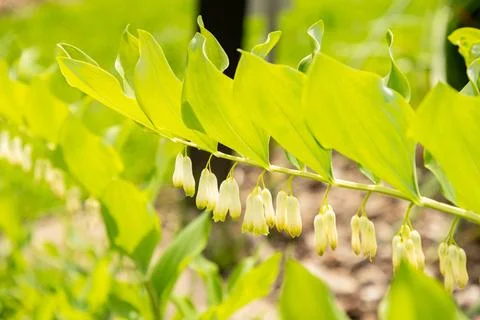 Solomons seal or Polygonatum Multiflorum plant in Saint Gallen in Switzerla.. 库存照片