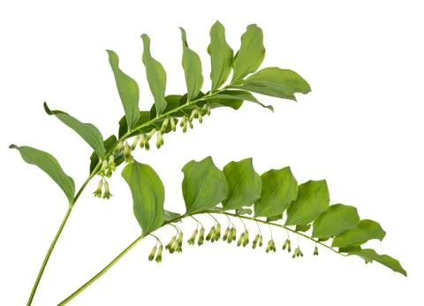 Solomon's seal Stock Photos