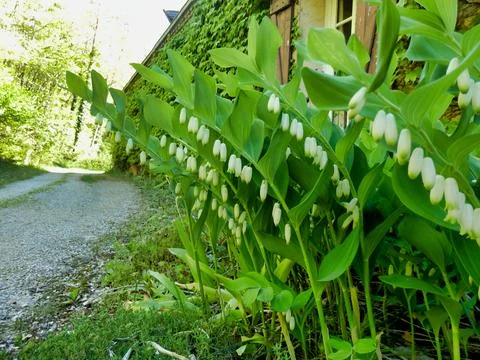 Solomons Seal. Stock Photos