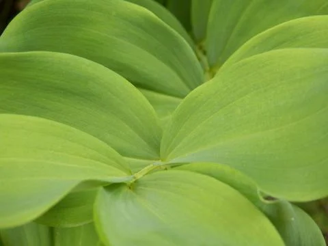 Solomons Seal. Stock Photos