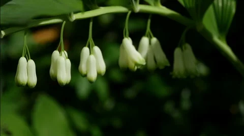 Solomon's Seal plant, tracking Stock Footage 50117286