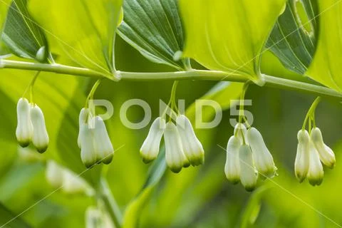 Solomons Seal (Polygonatum) Blooms, Astoria, Oregon, Unite States Of America Stock Photos