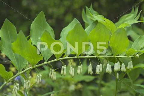 Solomons Seal Polygonatum odoratum Bavaria Germany Europe Stock Photos