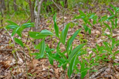 Solomon's seal ready to bloom Stock Photos